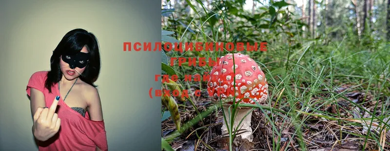 Галлюциногенные грибы Cubensis  купить  цена  Славск 